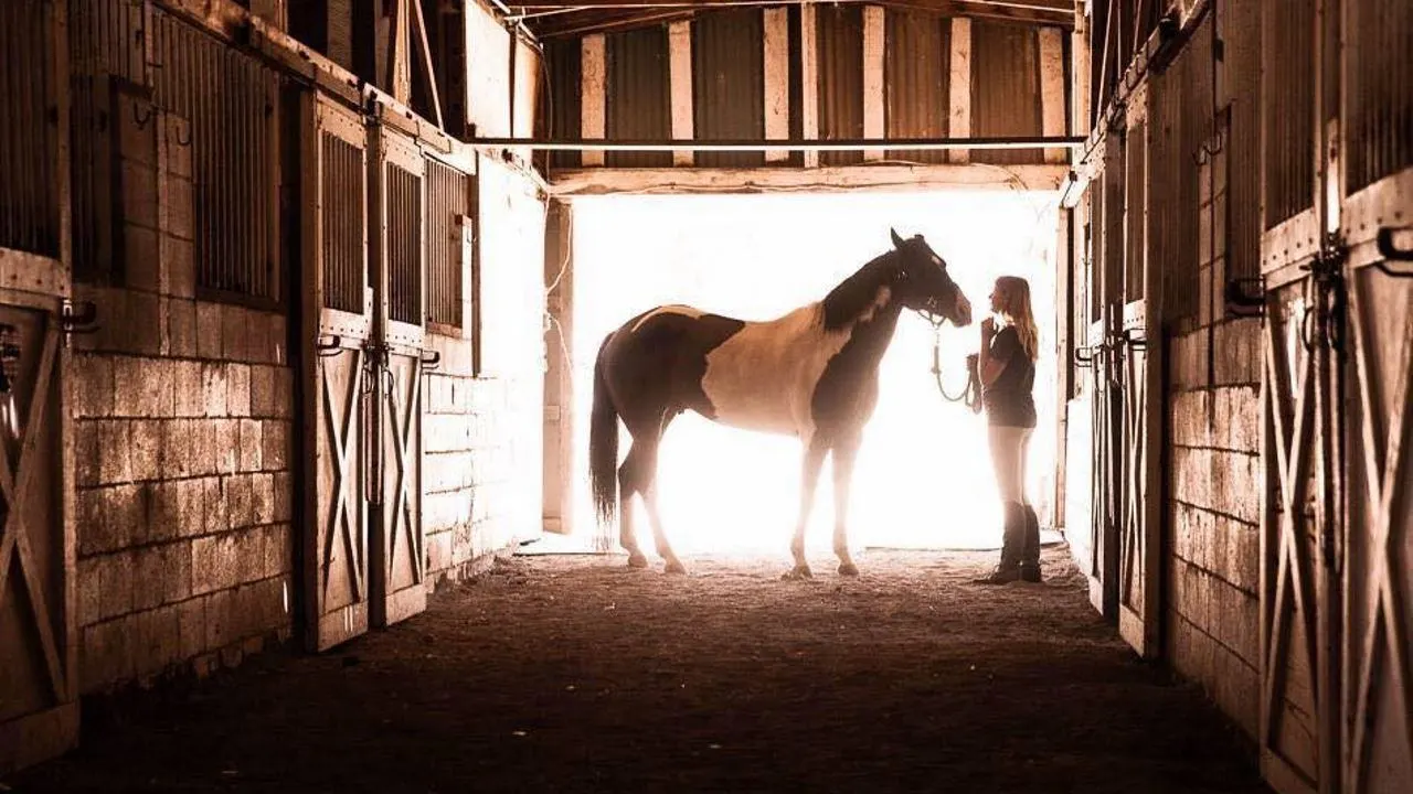 A Horse from Heaven backdrop