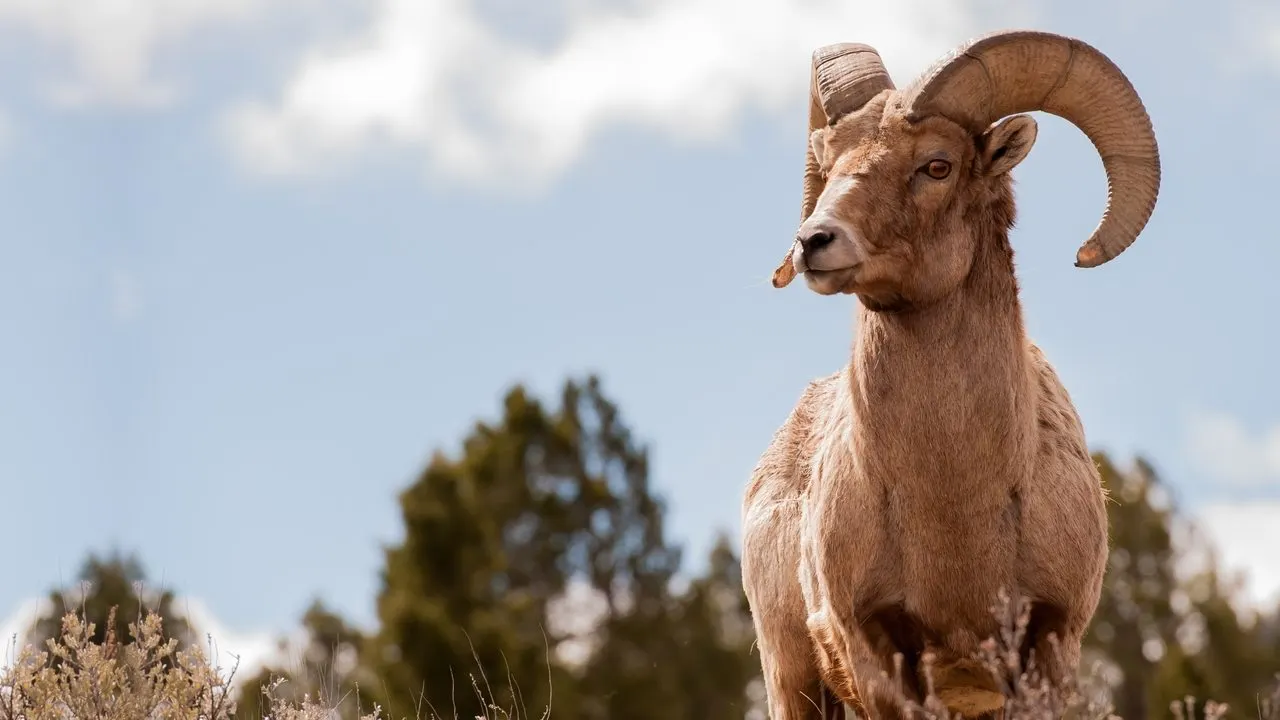 America's Greatest Animals backdrop
