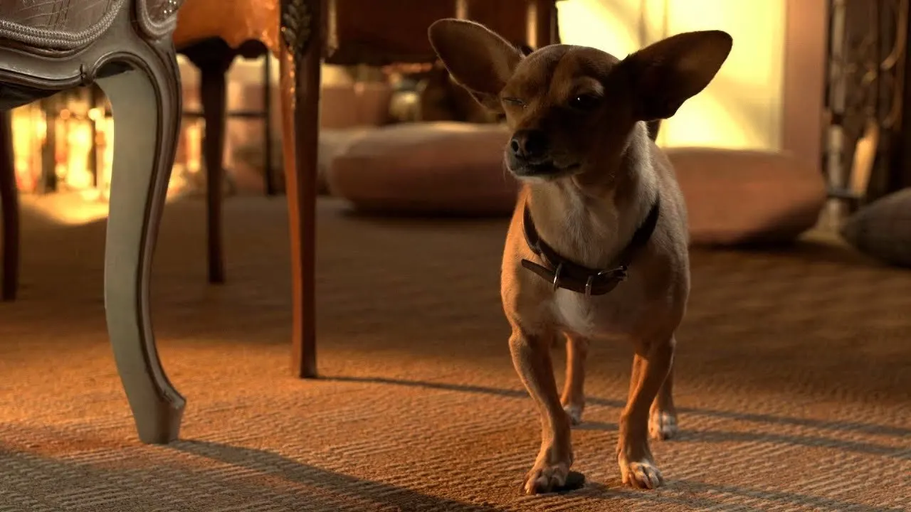 Beverly Hills Chihuahua 3 - Viva La Fiesta! backdrop