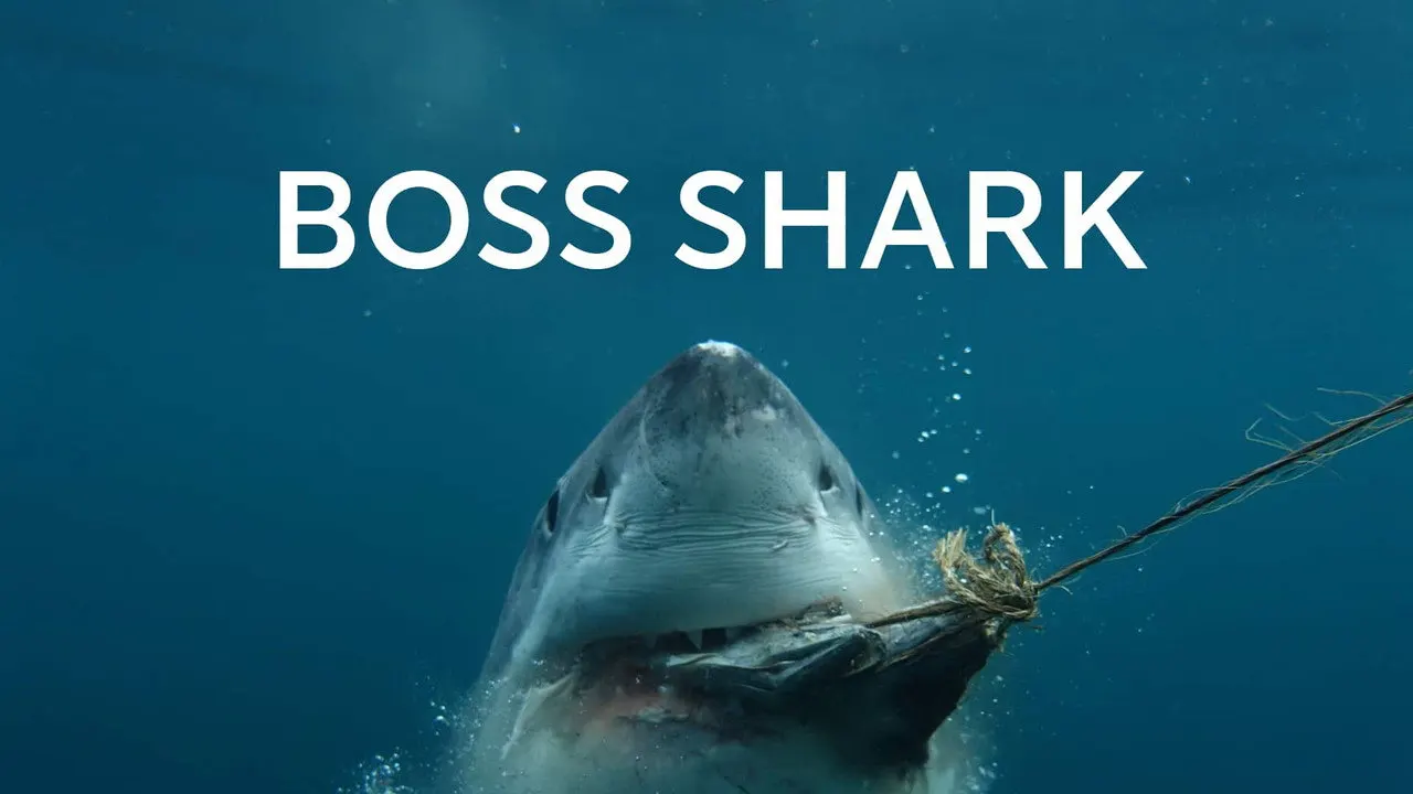 Boss Shark backdrop