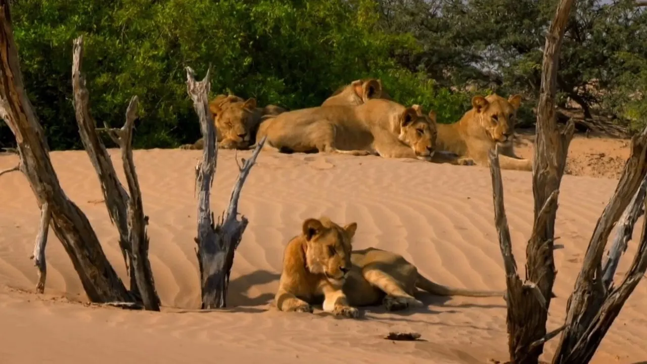Desert Warriors: Lions of the Namib backdrop