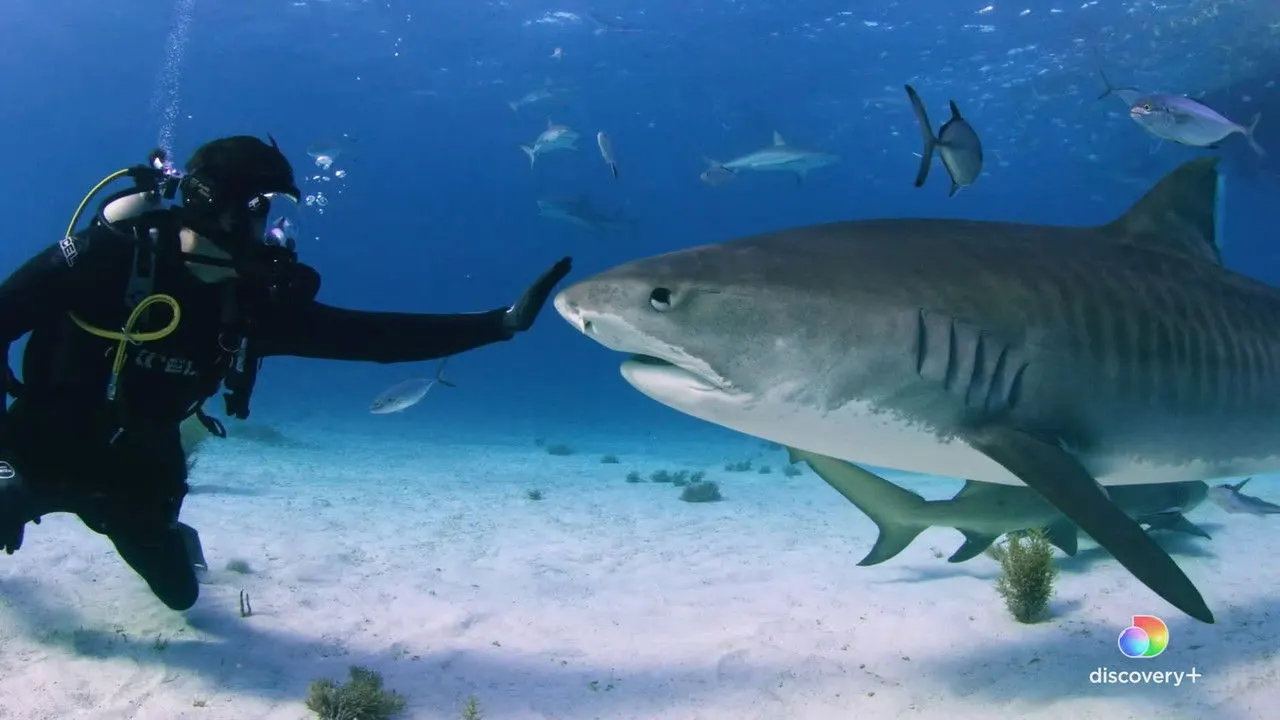 Fin backdrop