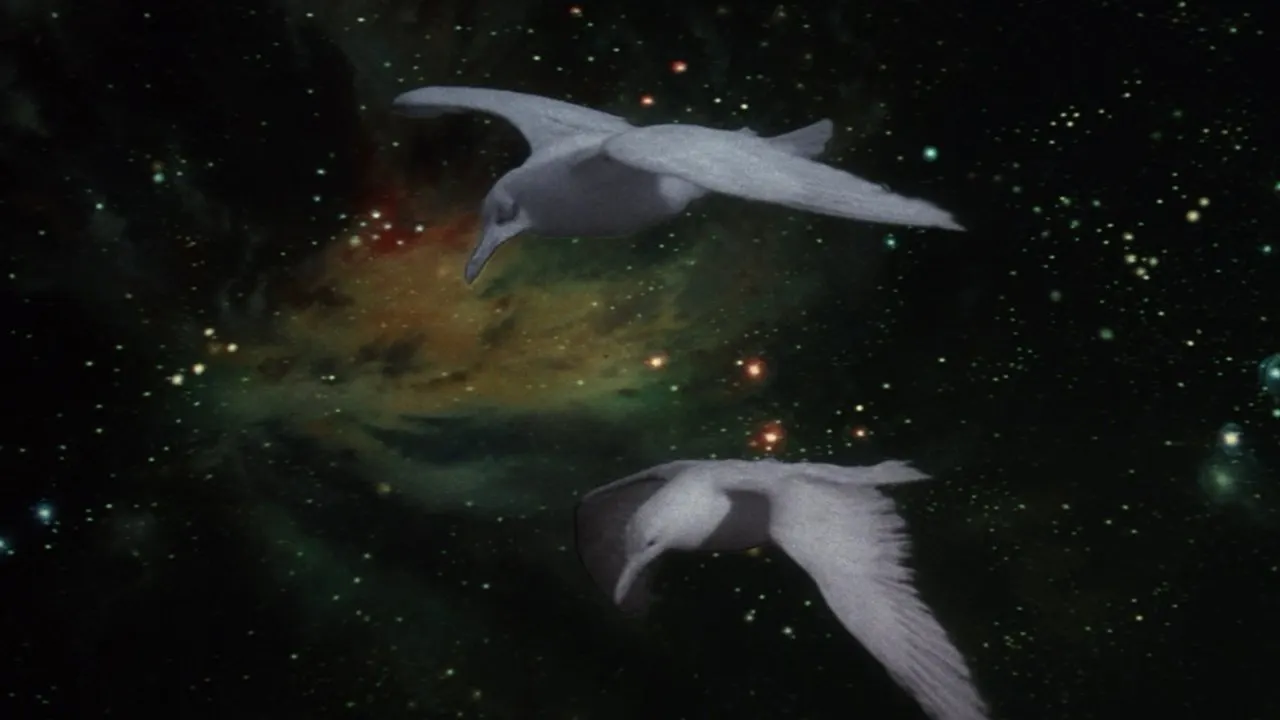 Jonathan Livingston Seagull backdrop