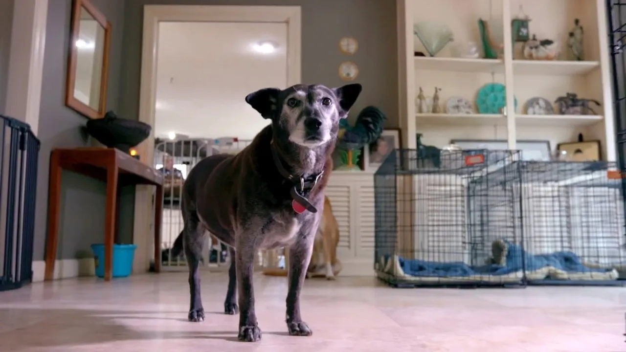 Life in the Doghouse backdrop