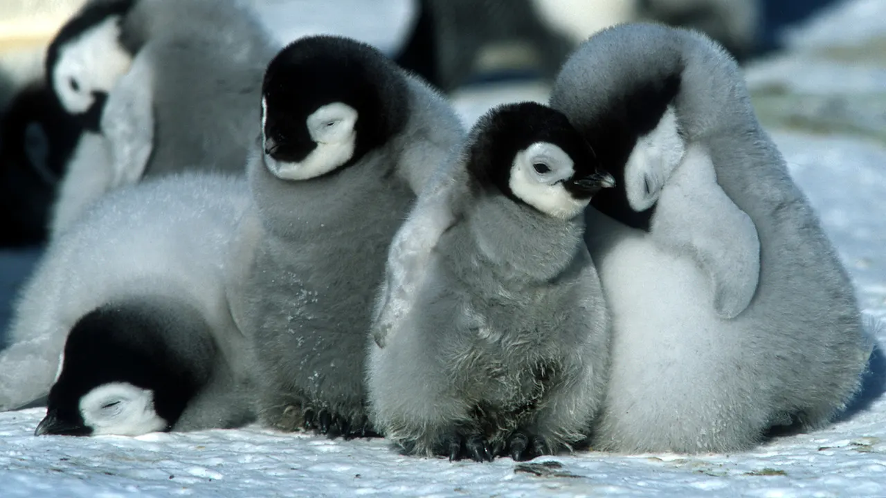 March of the Penguins backdrop