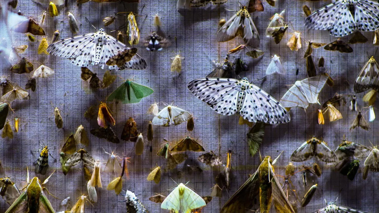 Nocturnes backdrop