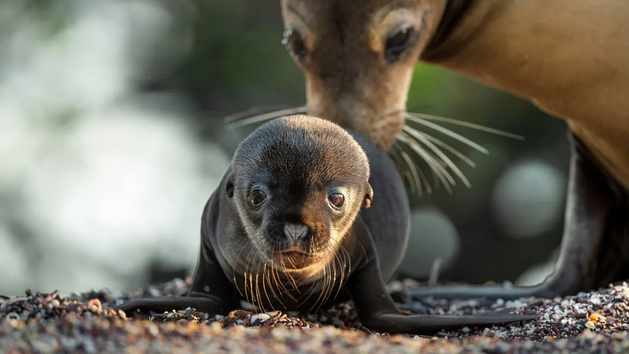 Sea Lions of the Galapagos backdrop