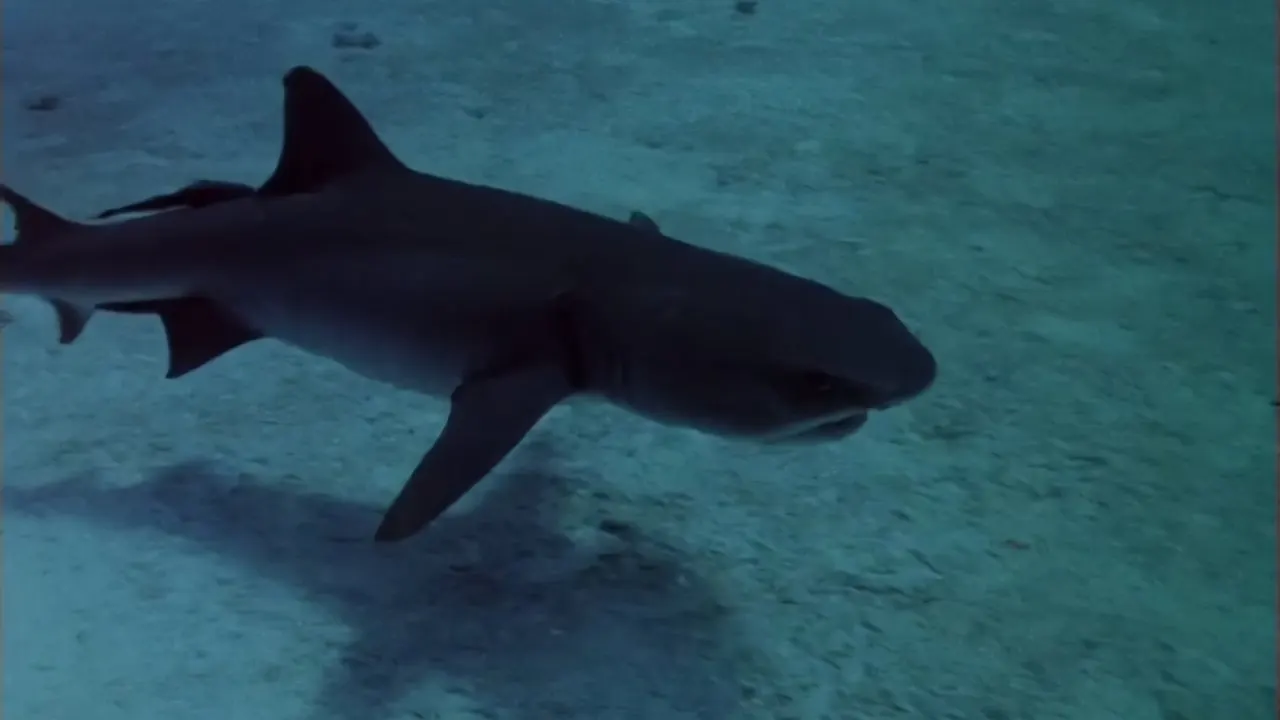 Sharks' Treasure backdrop