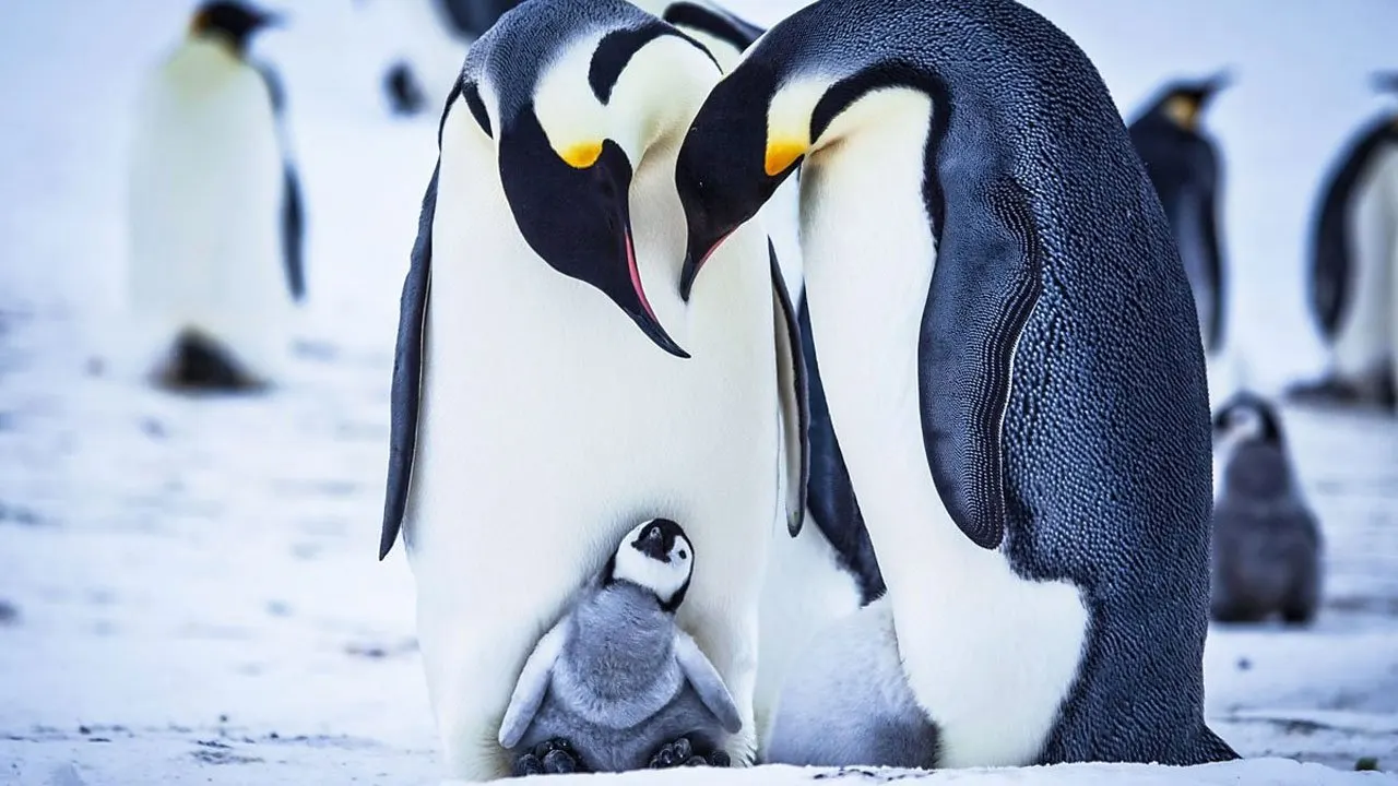 Snow Chick - A Penguin's Tale backdrop