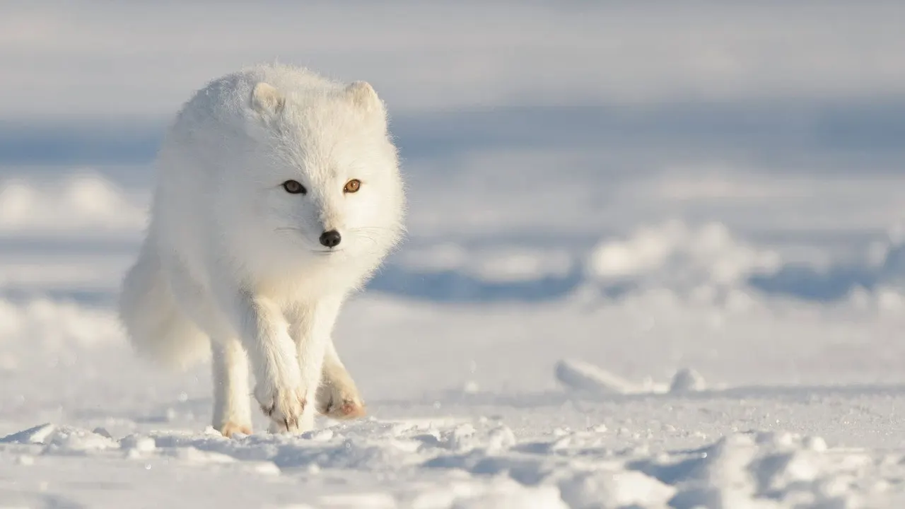 Strange Creatures of the Arctic backdrop