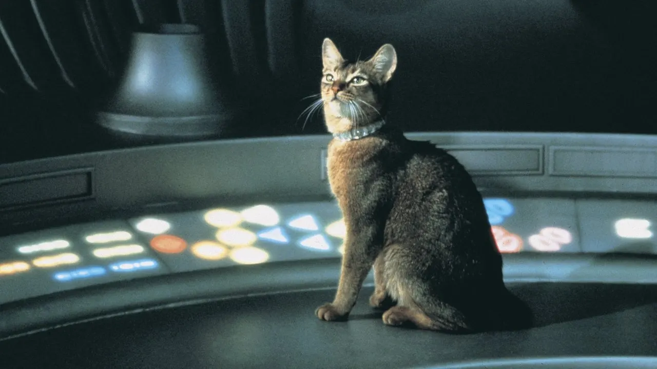 The Cat from Outer Space backdrop
