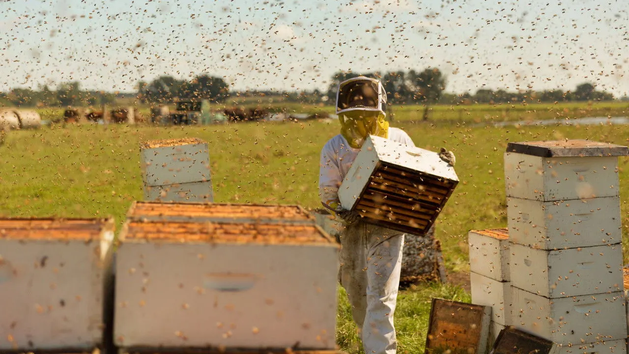 The Pollinators backdrop
