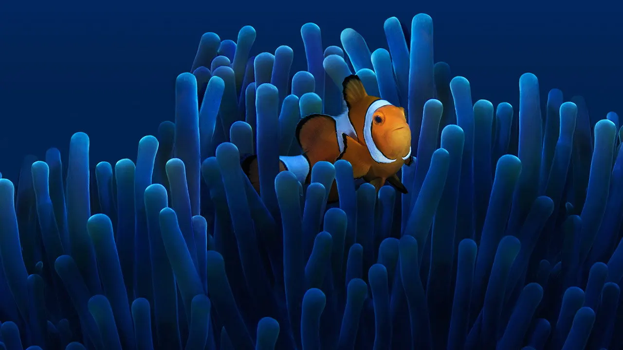 Australia's Ocean Odyssey: A journey down the East Australian Current backdrop