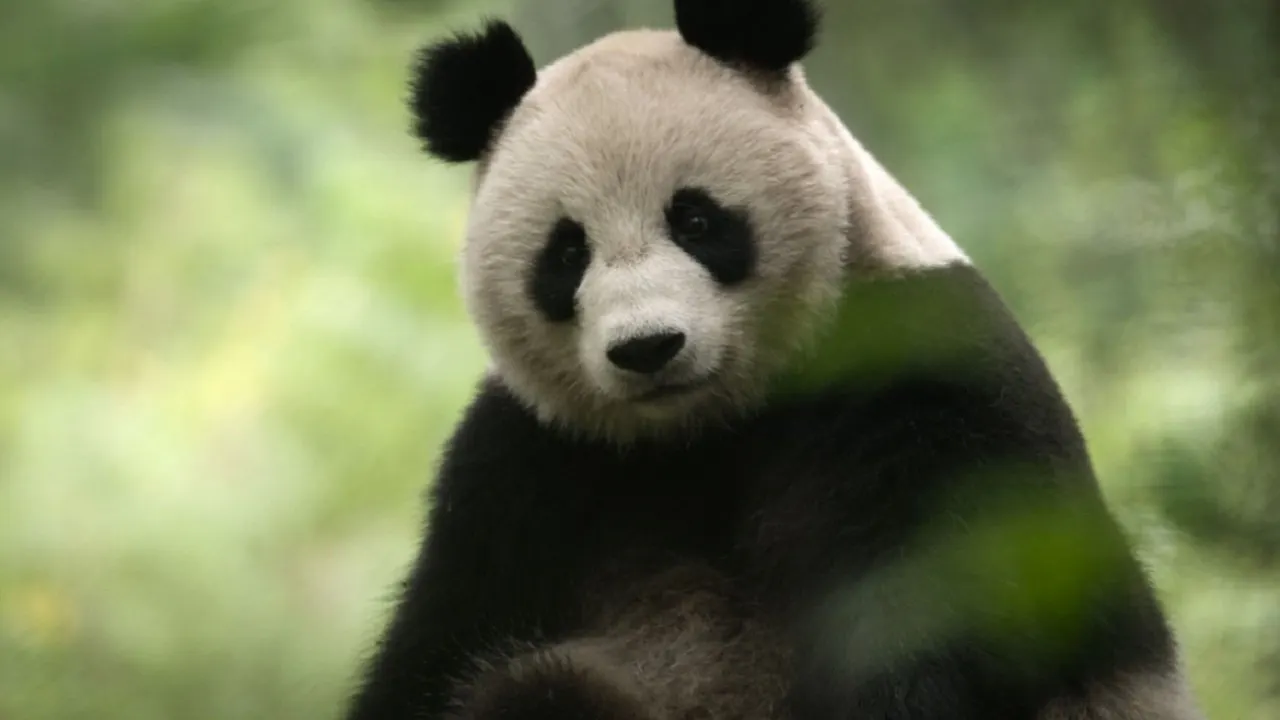 China Nature's Ancient Kingdom backdrop