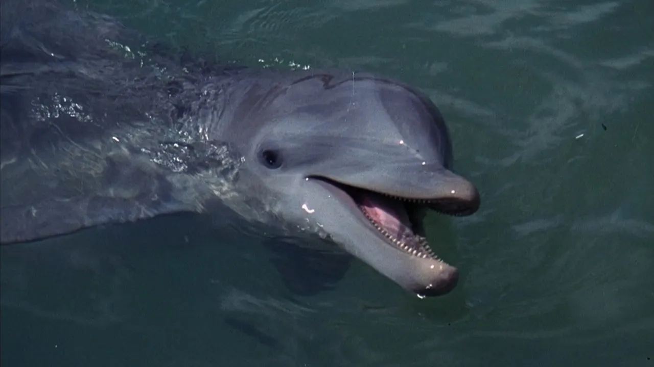 Flipper backdrop