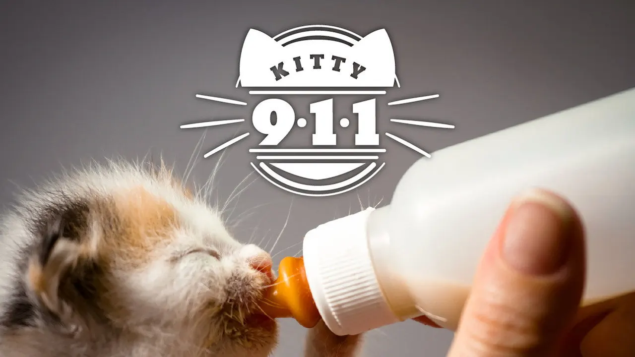 Kitty 911 backdrop