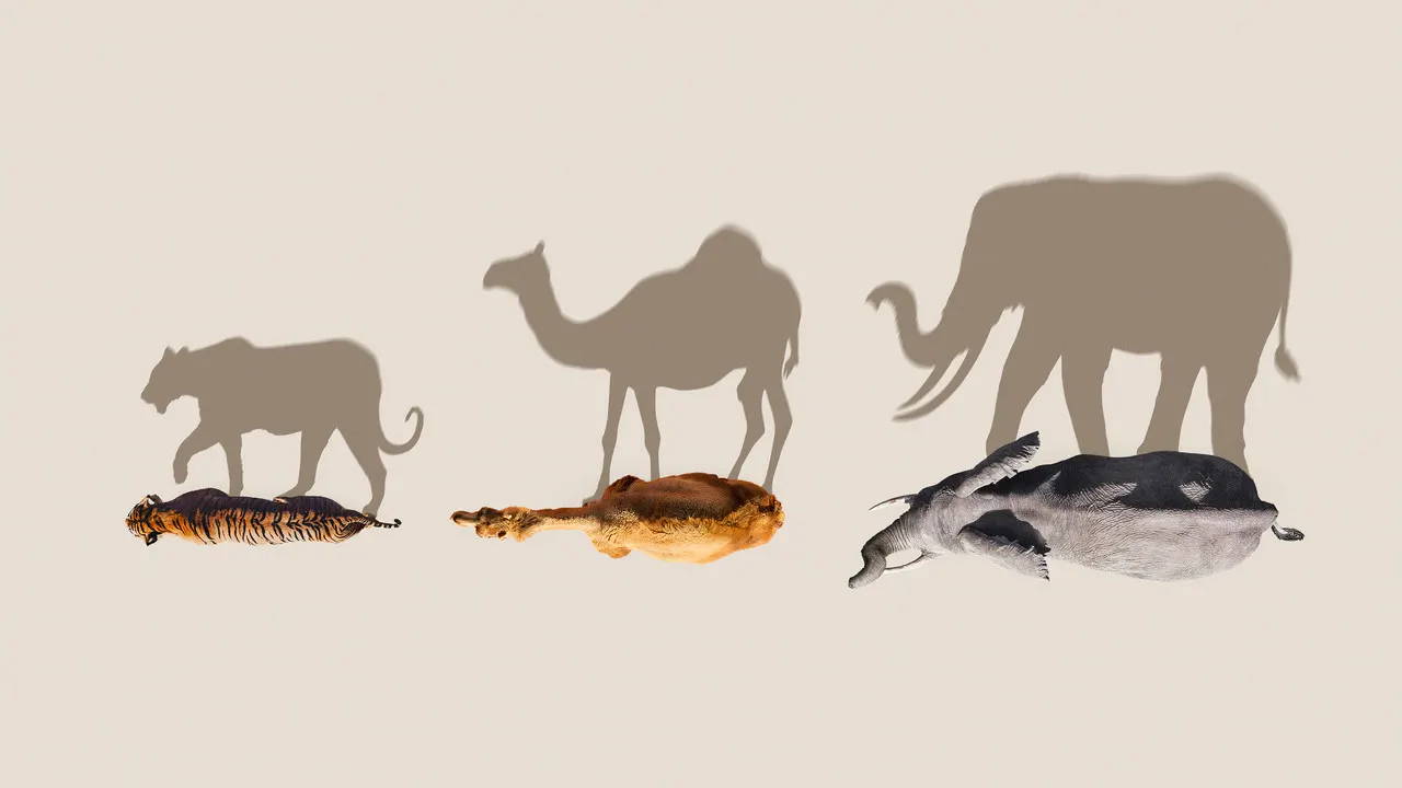 Mammals backdrop