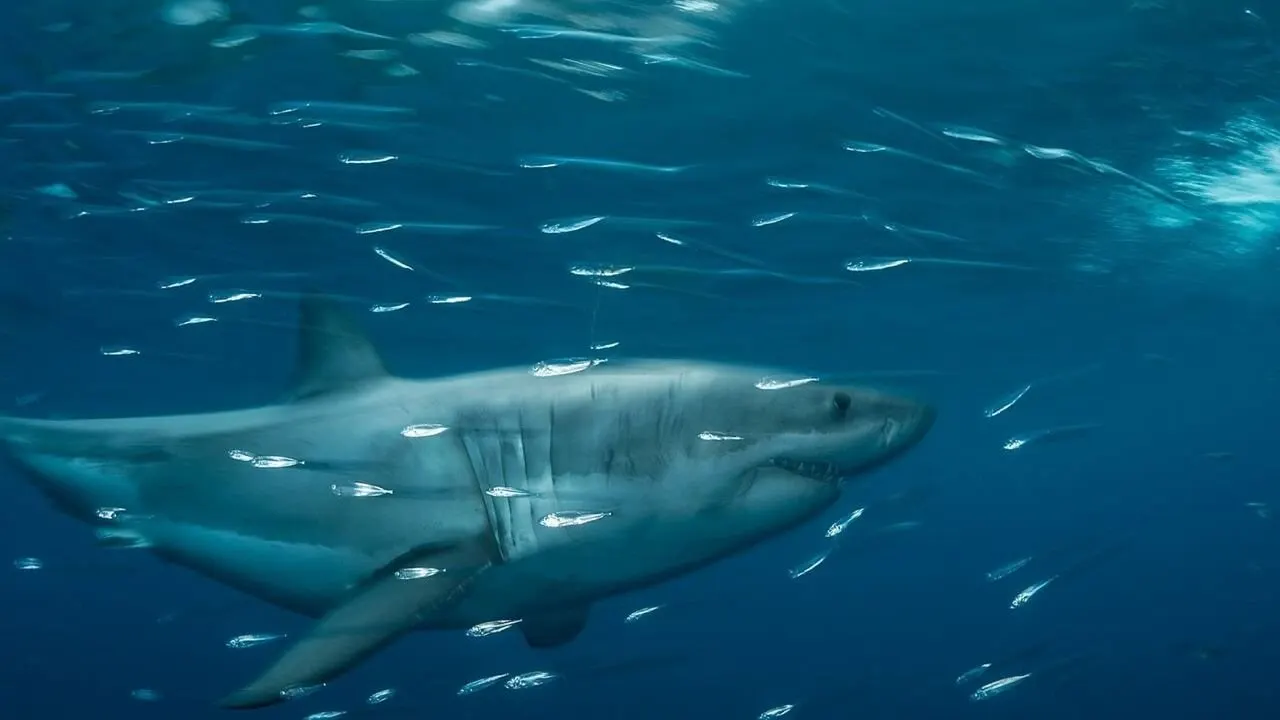 Planet Shark backdrop